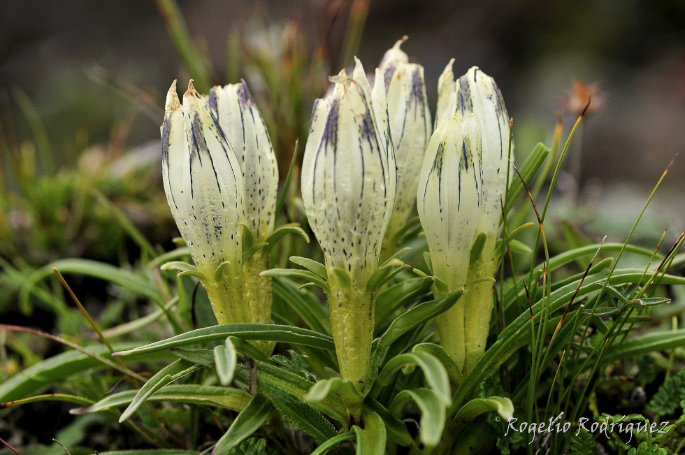 Hermosas flores de esta variedad de genciana